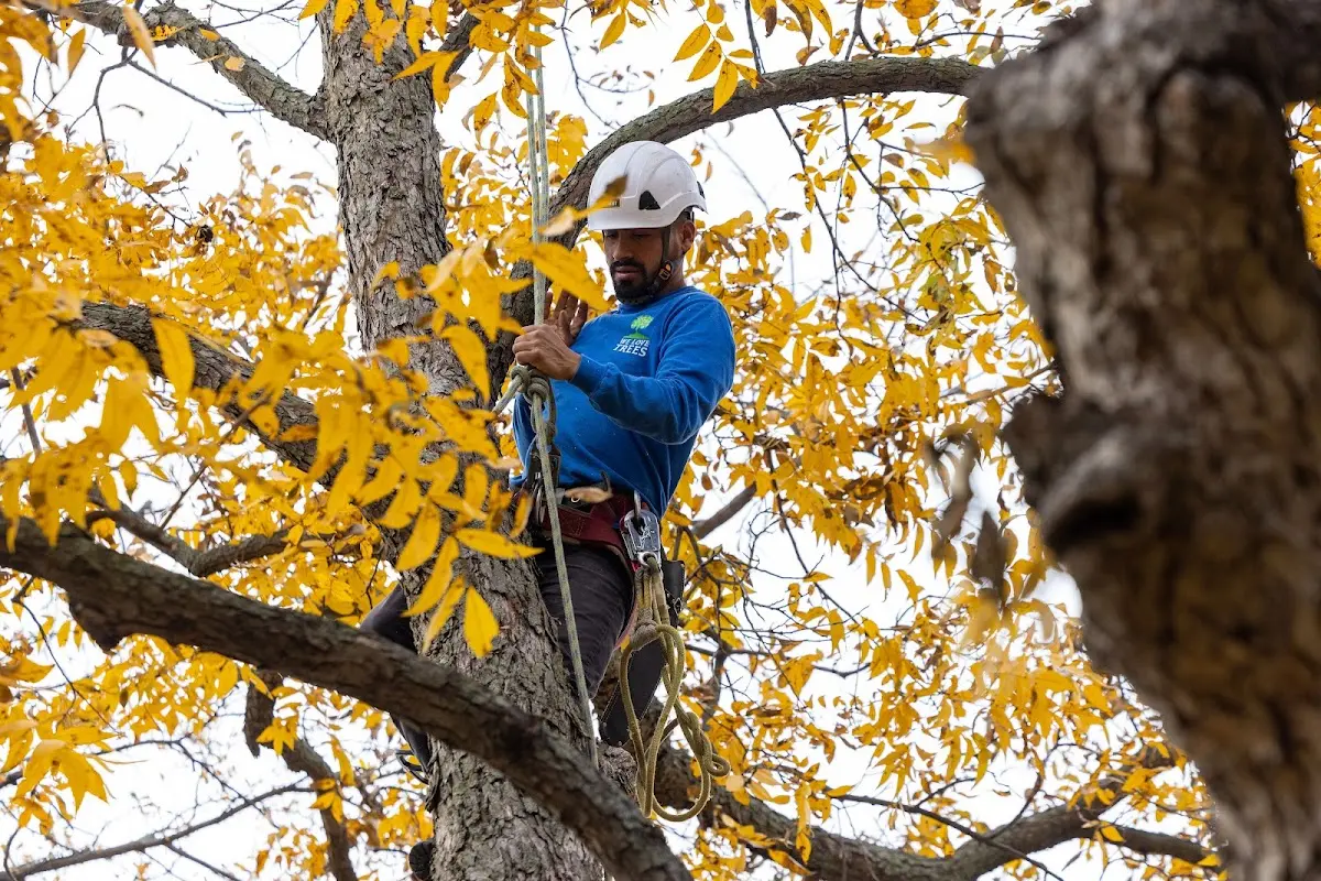 Skilled Tree Pruning crew working in Stamford